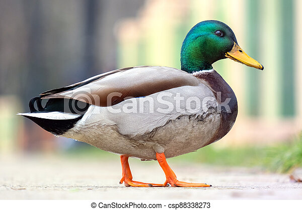 Male duck with green head walking in summer park. | CanStock
